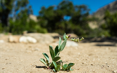 Desert Flower