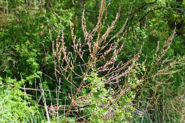 Obraz premium Dry bush