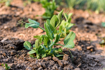 Sprout of young green peas in the garden