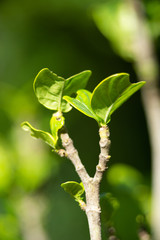 Brotes de mi jardin.