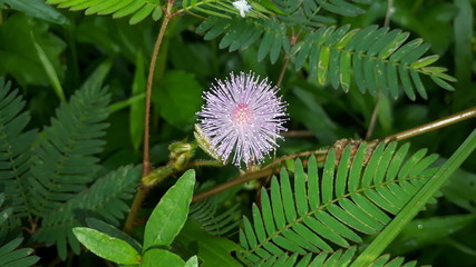 flower of a flower