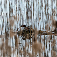 The Great Crested Grebe (Podiceps cristatus) is a member of the Podicipedidae family, nests in the lake, reeds in the foreground