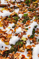 golden, dry and green leaves on the ground , sprinkled with the first snow