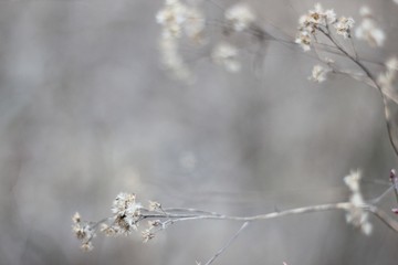 Obraz premium White Puff Flowers Wallpaper Background