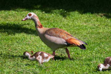 Junge Nilgänse Küken mit ihrer Mutter auf einer Wiese