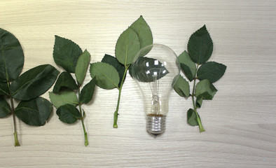 green energy. environmental project. light bulb and green leaves