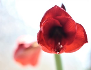 red amaryllis  on white background