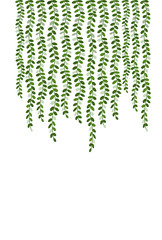 Fototapeta premium Green strings of pearl plant print on white background vertical