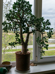 picture of succulent plant Crassula ovata Jade Plant, Money Plant on the windowsill