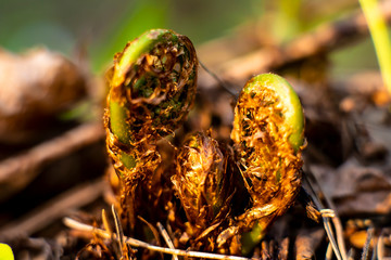 The young leaves of a fern