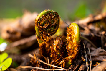 The young leaves of a fern