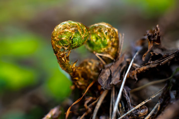 The young leaves of a fern