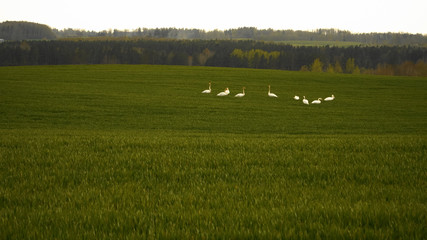 Fototapeta premium Agricultural land in the spring season with birds of a swan family and wild gooses. Young plant sprouts in a plantation of the grain cultures. The new season cereals field.
