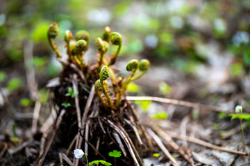 The young leaves of a fern