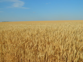 golden wheat field in summer