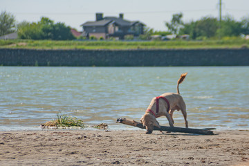 training game with dog pet. An English cocker spaniel pet brings the owner a stick on command from...