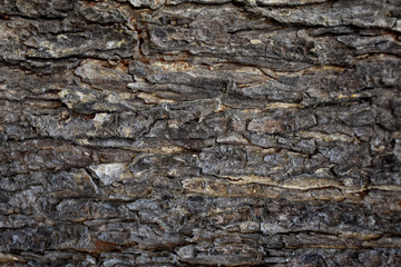 Trunk of tree bark texture natural background.