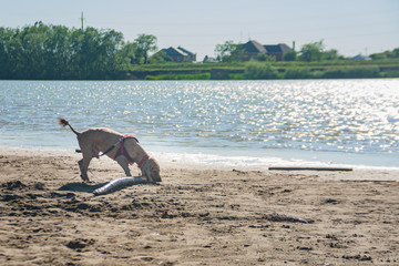 light brown spaniel dog playing with a large log on the riverbank on a sandy beach in a rural landscape. spring summer outdoor activity with a pet dog