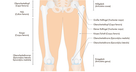Anatomie - menschliches Skelett - Oberschenkel (deutsche Beschriftung)