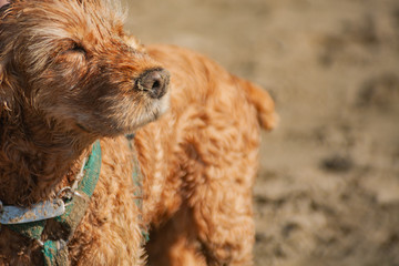 Outdoors Portrait of Cocker Spaniel with copy space. beach landscape at the sunset. beige dog with wet dirty fur squints in the sun and enjoys the sunset