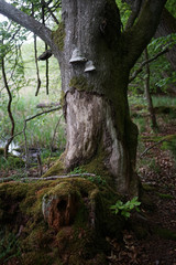 Old ancient moss grown alder tree with  Polypore and feeding damage at the bark  in conservation area Feldberger Seenlandschaft.