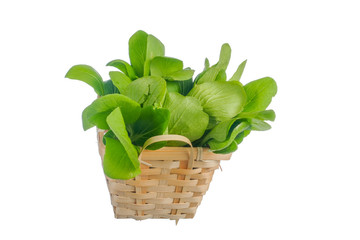 Mustard pakcoy or bok choy is a popular type of vegetable. Vegetables, also known as mustard spoon, are easily cultivated and can be eaten fresh, cooked or processed into pickles