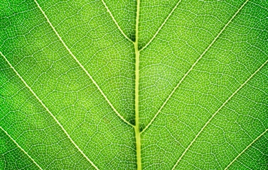 View of a leaf's veins