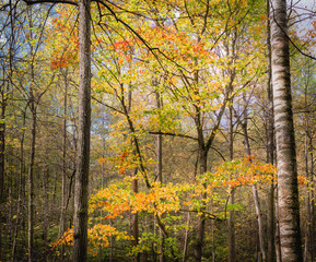 Fototapeta na wymiar forest maple, autumn in the suburbs