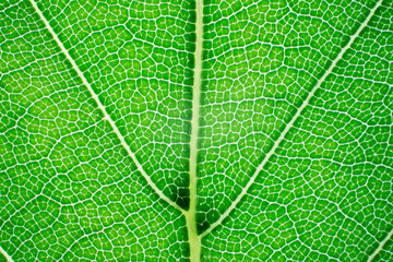 View of a leaf's veins