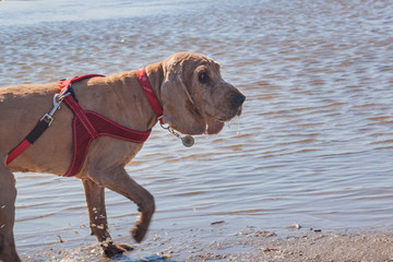cocker spaniel pet in a red collar runs along the shallow river. funny dog with big ears and red leash. Outdoor activities in a pleasant summer spring landscape