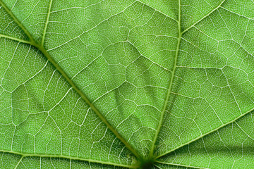 View of a leaf's veins of lime tree