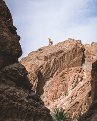 Goat statue on top of a mountain