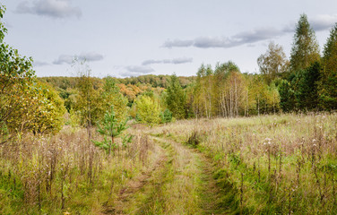 Forest, autumn in the suburbs