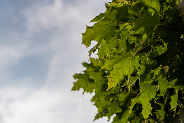 Fototapeta na wymiar Fresh green maple leaves on the tree against cloudy sky