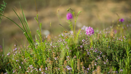 
Pink pyramid orchid among wild grasses