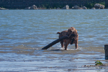 training game with dog pet. English cocker spaniel pet brings big log as a stick toy, from river...
