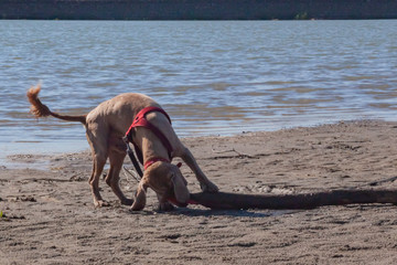 light brown spaniel dog playing with a large log on the riverbank on a sandy beach in a rural landscape. spring summer outdoor activity with a pet dog