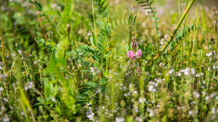 
Pretty pink Sainfoin flower surrounded by wild herbs