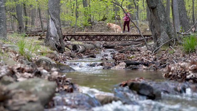 Mature woman with yellow labrador retriever petting dog on bridge over a river in the forest.