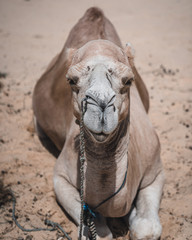 Camel in the desert