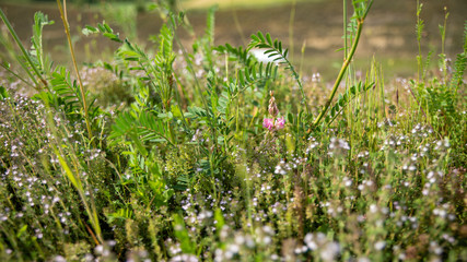 
Pretty pink Sainfoin flower surrounded by wild herbs