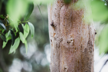 Naturaleza en Australia