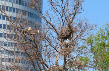 Graureiher an der Alten Donau/Wien