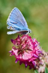 Adonis blue butterfly (Lysandra bellargus) on a pink flower in spring nature