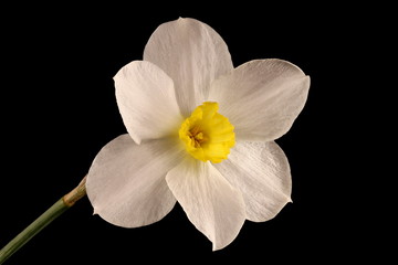 Naklejka na ściany i meble Primrose-Peerless (Narcissus x medioluteus). Flower Closeup