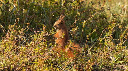 Eichhörnchen in einem Park auf Nahrungssuche