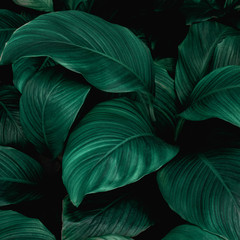 leaves of Spathiphyllum cannifolium, abstract green texture, nature background, tropical leaf