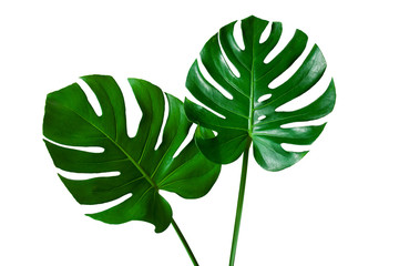 Naklejka na ściany i meble Beautiful Tropical Monstera leaf isolated on white background with clipping path for design elements, Flat lay