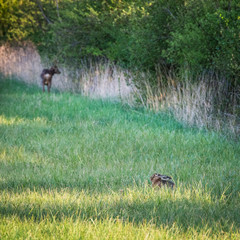 Hare rabbit and deer on a meadow in spring