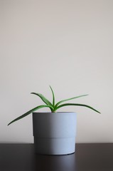 Fototapeta na wymiar Close up of modern aloe home plant. Minimal style interior. Empty place for text